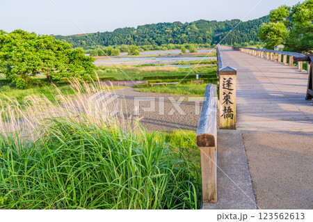 【静岡県】島田市の蓬莱橋 午後 【静岡県】島田市の蓬莱橋 午後 123562613
