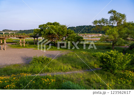 【静岡県】島田市の蓬莱橋 午後 【静岡県】島田市の蓬莱橋 午後 123562617