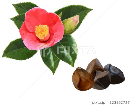 椿の花葉と種 123562727