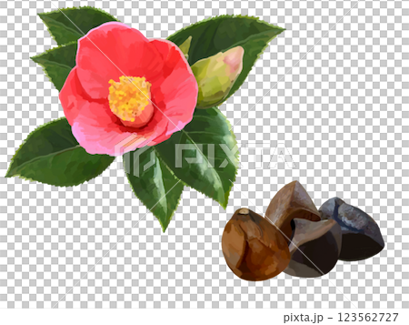 椿の花葉と種 123562727