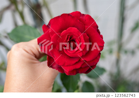 Someone hand with a fragrant red rose blooming in the garden. 123562743