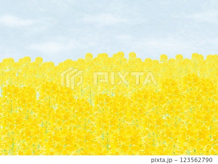 白い雲の浮かぶ青空に向かって咲くいちめんの菜の花【手描き】コピースペースあり 123562790