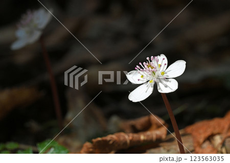 早春の山野で咲くバイカオウレンの白い花 早春の山野で咲くバイカオウレンの白い花 123563035