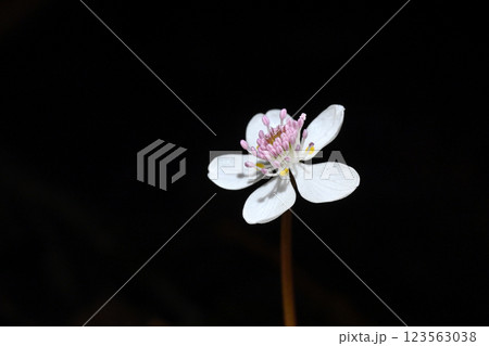 早春の山野で咲くバイカオウレンの白い花 早春の山野で咲くバイカオウレンの白い花 123563038