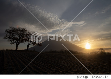 日の出を迎える双子の樹 123563212