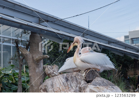 神戸どうぶつ王国のモモイロペリカン 123563299