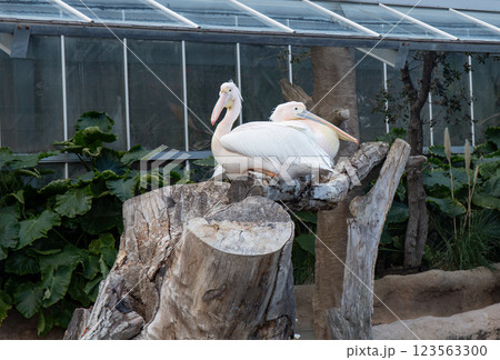 神戸どうぶつ王国のモモイロペリカン 123563300