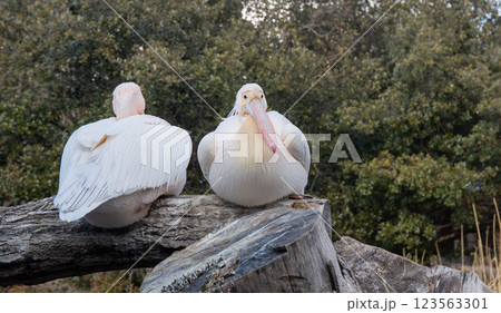 神戸どうぶつ王国のモモイロペリカン 神戸どうぶつ王国のモモイロペリカン 123563301