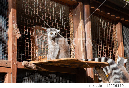 神戸どうぶつ王国のワオキツネザル 123563304