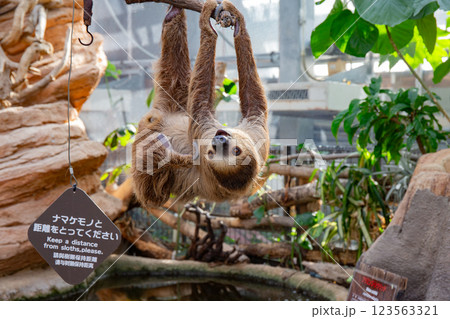神戸どうぶつ王国のフタユビナマケモノ 神戸どうぶつ王国のフタユビナマケモノ 123563321