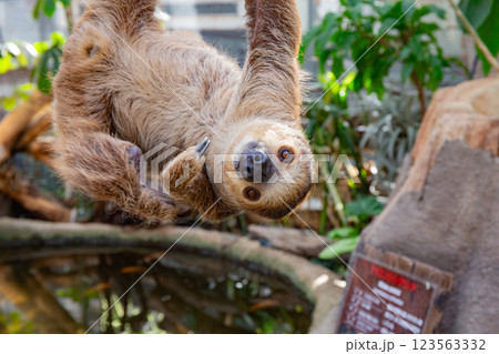 神戸どうぶつ王国のフタユビナマケモノ 123563332