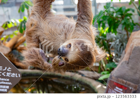 神戸どうぶつ王国のフタユビナマケモノ 123563333