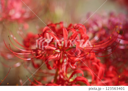 赤い小彼岸花の美しさ	 123563401