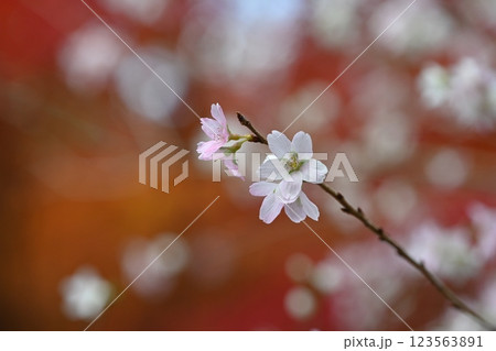 秋の紅葉を背景に咲く四季桜 123563891
