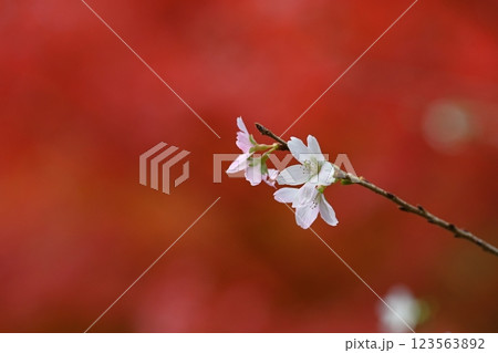 秋の紅葉を背景に咲く四季桜 123563892