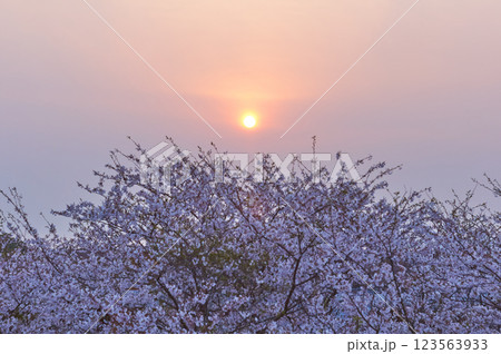 朝陽と満開の桜 朝陽と満開の桜 123563933