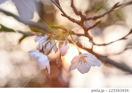 春の朝陽に照らされる桜 春の朝陽に照らされる桜 123563934
