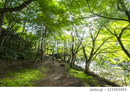 新緑キラキラ 奥津渓 新緑キラキラ 奥津渓 123563943