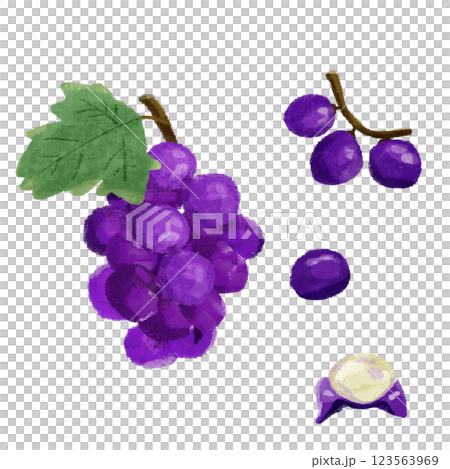 ぶどうの手描きのカラーイラストセット 123563969