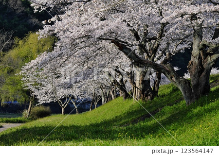 三刀屋川河川敷の桜並木（雲南市） 123564147