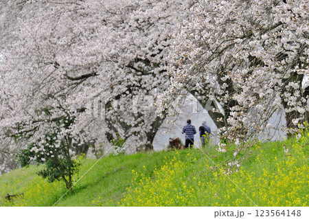 桜と菜の花のある風景(三刀屋土手:雲南市) 桜と菜の花のある風景(三刀屋土手:雲南市) 123564148