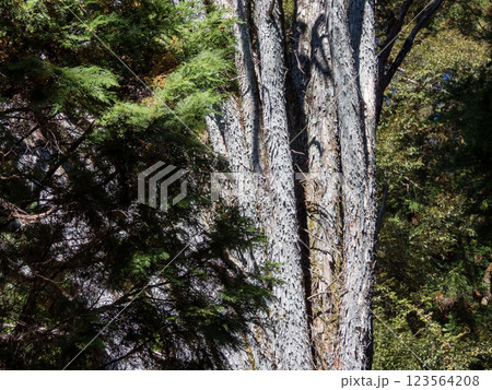 日龍峯寺高澤観音の境内の景色 北条政子の寄進した多宝塔のある寺 日龍峯寺高澤観音の境内の景色 北条政子の寄進した多宝塔のある寺 123564208