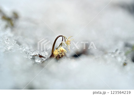 雪解けの山野で花を咲かせるコセリバオウレン 雪解けの山野で花を咲かせるコセリバオウレン 123564219