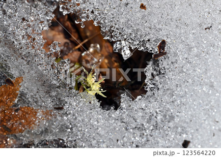 雪解けの山野で花を咲かせるコセリバオウレン 雪解けの山野で花を咲かせるコセリバオウレン 123564220