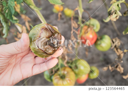 Female hand holding blight-affected tomato close-up 123564465