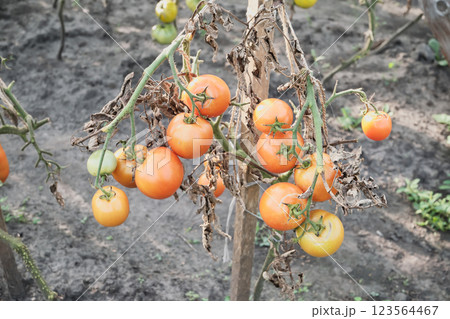 Tomato bush with twisted brown leaves affected by late blight 123564467