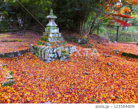 落ち葉の紅葉 123564809