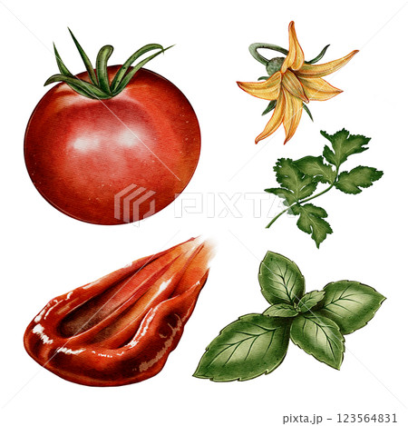 Set of Tomato sauce with tomatoes and herbs 123564831