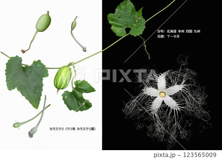 夏の夜に咲く華やかなカラスウリの花 123565009