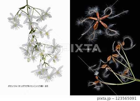 野山に咲くボタンヅルの花と種 野山に咲くボタンヅルの花と種 123565091