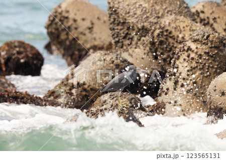 クロサギ 123565131