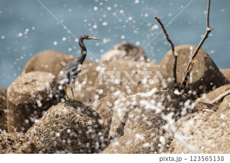 クロサギ クロサギ 123565138