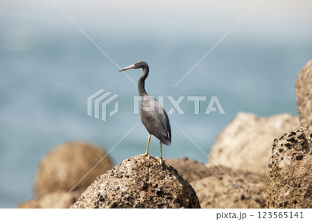 クロサギ 123565141