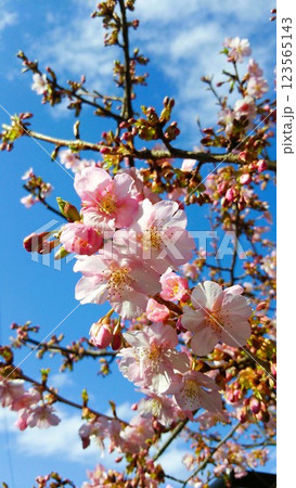 青空に映える河津桜 123565143