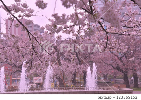 錦糸公園桜 123565152