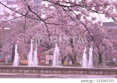 錦糸公園桜 錦糸公園桜 123565153