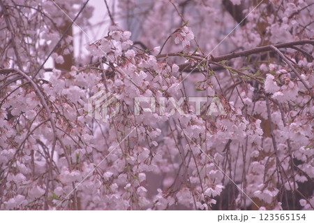 サクラ近接 背景ボケ サクラ近接 背景ボケ 123565154