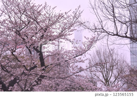 さくら　サクラ　桜　スカイツリー 123565155