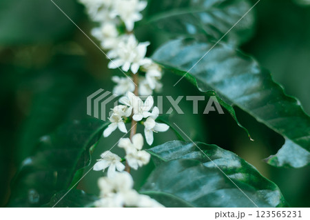 Close up coffee blossom Close up coffee blossom 123565231