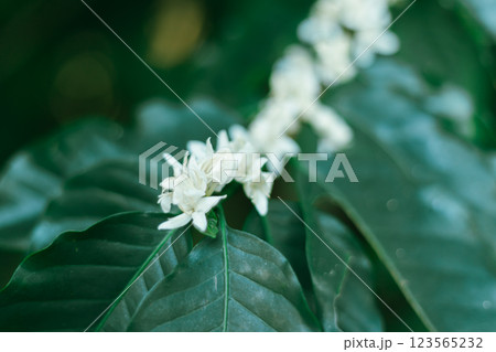 Close up coffee blossom Close up coffee blossom 123565232