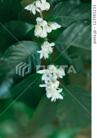 Close up coffee blossom Close up coffee blossom 123565233