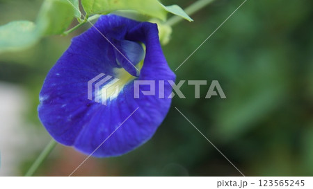 Close-up of a blooming butterfly Pea Seeds Blue flower with vibrant purple and yellow petals in a garden setting Close-up of a blooming butterfly Pea Seeds Blue flower with vibrant purple and yellow petals in a garden setting 123565245