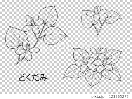Dokudami line drawing illustration set 123565275