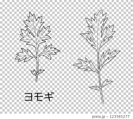 ヨモギの線画 ヨモギの線画 123565277