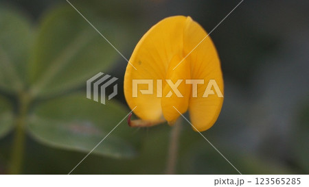 Golden Orchid Petals (Burkart's peanut-Arachis burkartii) in Soft Focus Golden Orchid Petals (Burkart's peanut-Arachis burkartii) in Soft Focus 123565285