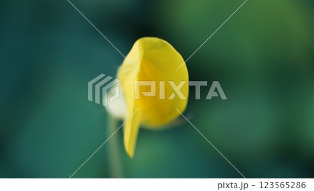 Golden Orchid Petals (Burkart's peanut-Arachis burkartii) in Soft Focus 123565286